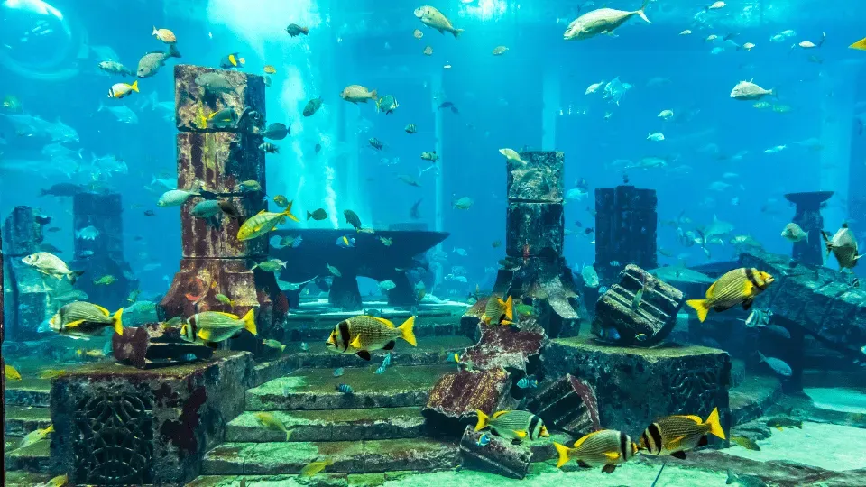 Dubai Aquarium &amp; Underwater Zoo &#8211; All Access Pass - Image 1
