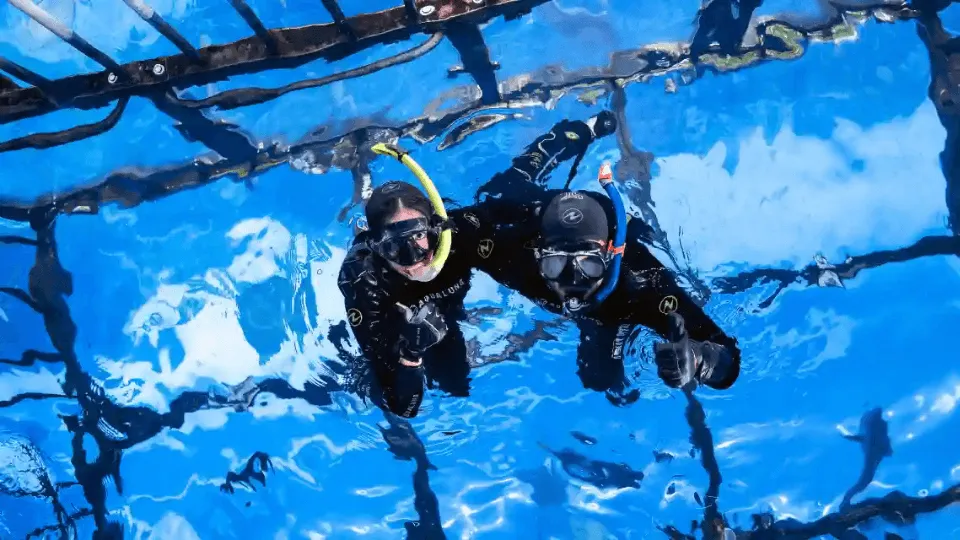 Dubai Aquarium & Underwater Zoo Cage Snorkelling - Image 1