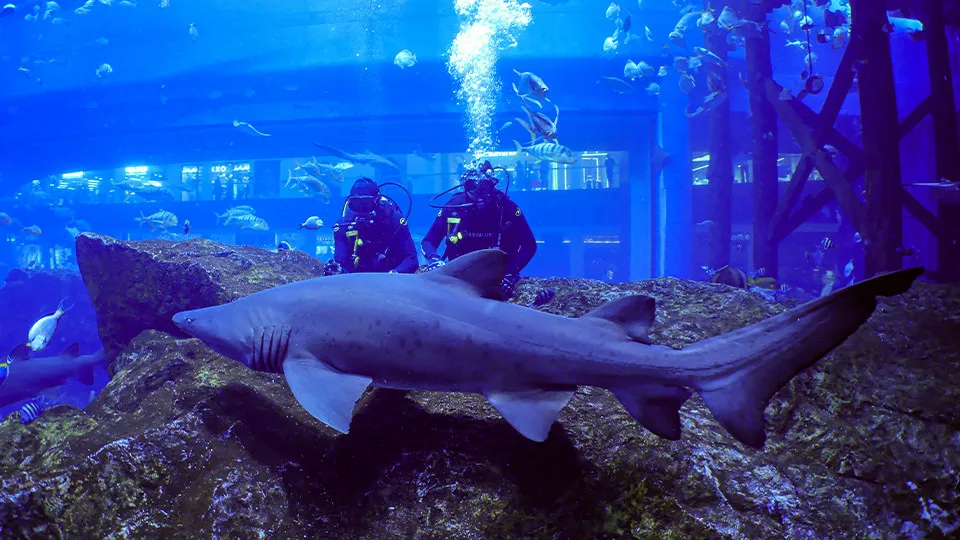 Shark Dive in Dubai Aquarium (Certified Divers Only) - Image 1