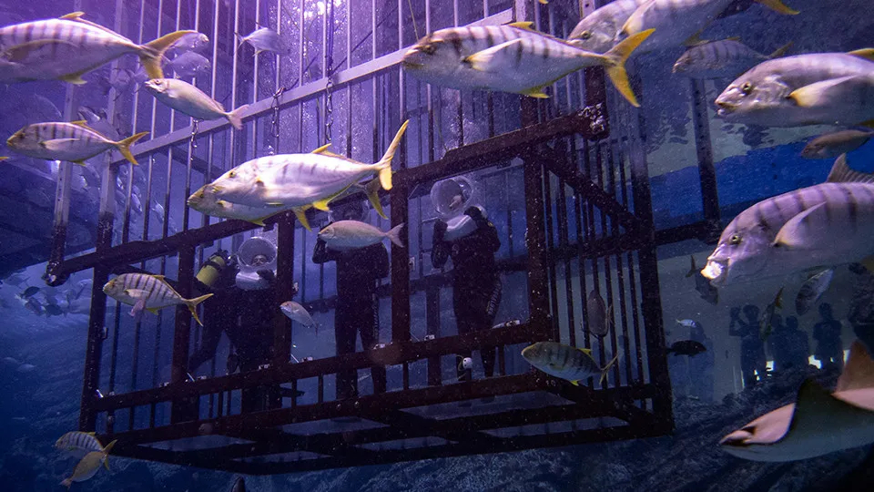 Shark Walker in Dubai Aquarium - Image 1